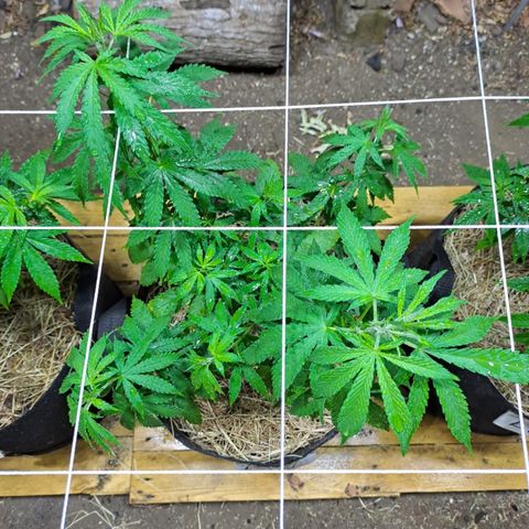 Lebron Haze #4 growlog timeline photo