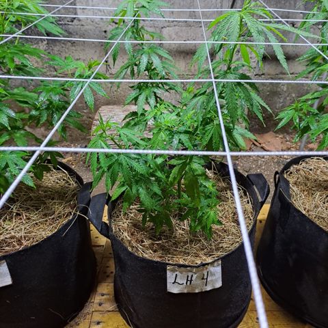 Lebron Haze #4 growlog timeline photo