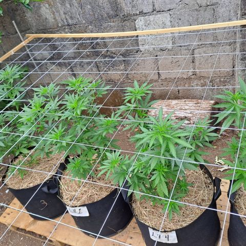 Lebron Haze #1 growlog timeline photo