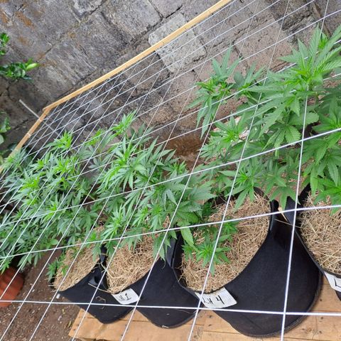 Lebron Haze #2 growlog timeline photo