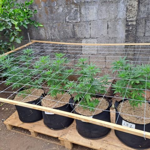 Lebron Haze #4 growlog timeline photo