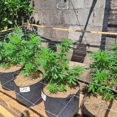 Lebron Haze #1 growlog timeline photo