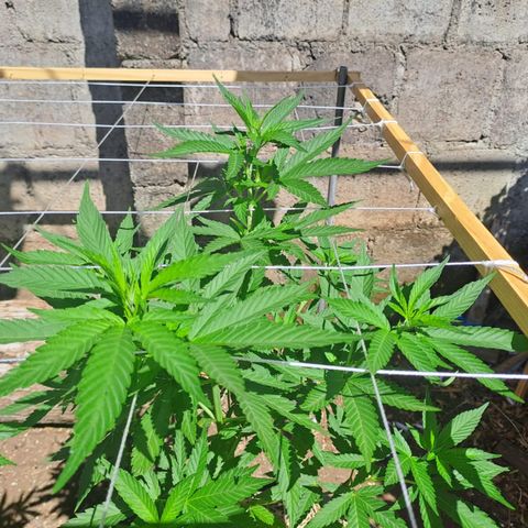 Lebron Haze #2 growlog timeline photo