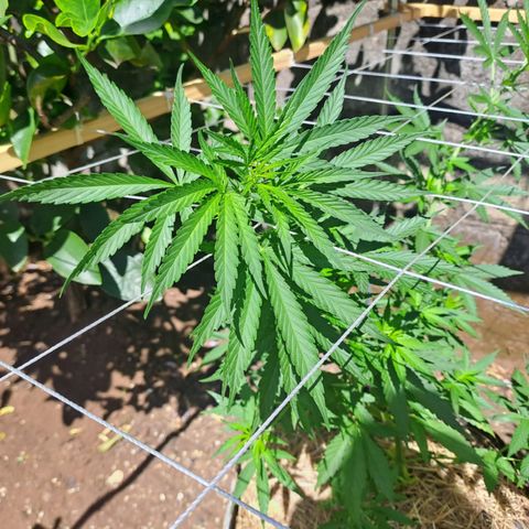Lebron Haze #3 growlog timeline photo