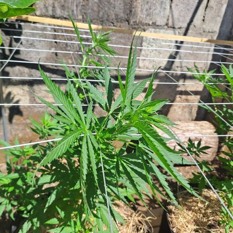 Lebron Haze #4 growlog timeline photo