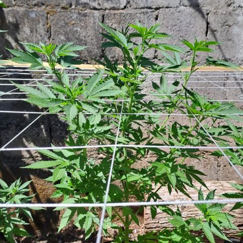 Lebron Haze #4 growlog timeline photo