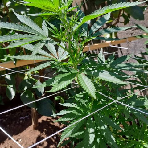 Lebron Haze #3 growlog timeline photo