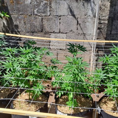Lebron Haze #1 growlog timeline photo