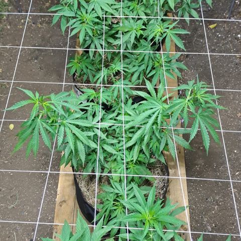 Lebron Haze #2 growlog timeline photo
