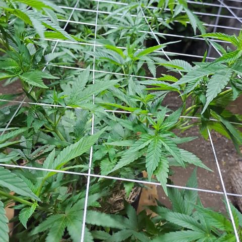 Lebron Haze #1 growlog timeline photo