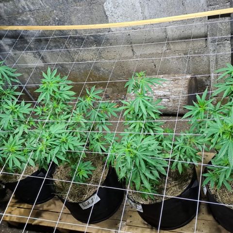 Lebron Haze #4 growlog timeline photo