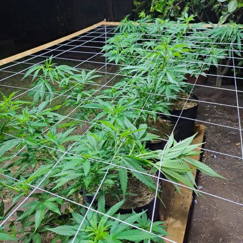 Lebron Haze #1 growlog timeline photo