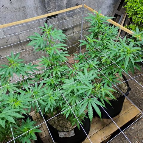 Lebron Haze #2 growlog timeline photo