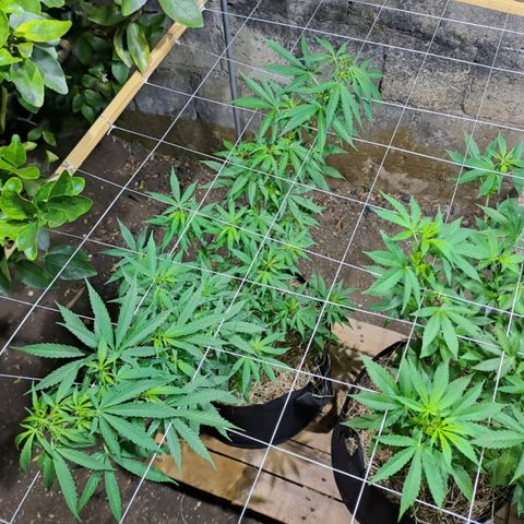Lebron Haze #3 growlog timeline photo