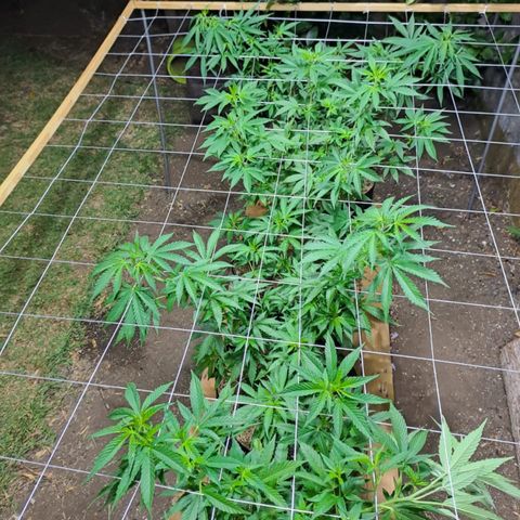 Lebron Haze #4 growlog timeline photo