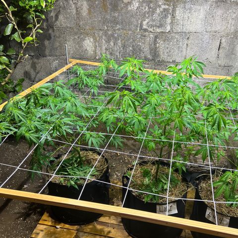 Lebron Haze #1 growlog timeline photo