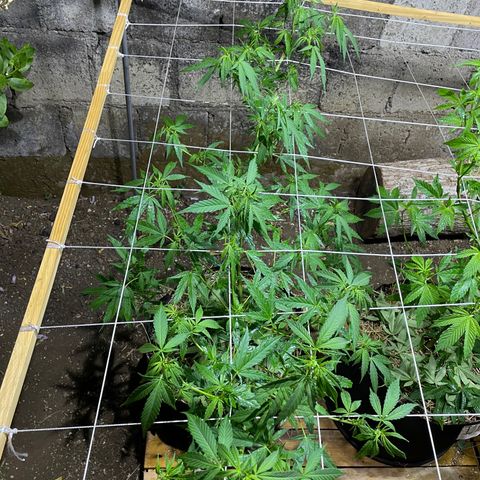 Lebron Haze #3 growlog timeline photo