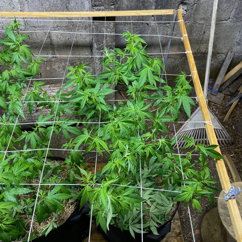 Lebron Haze #4 growlog timeline photo