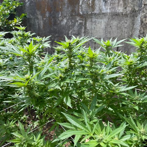 Lebron Haze #2 growlog timeline photo