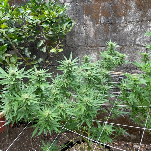 Lebron Haze #3 growlog timeline photo