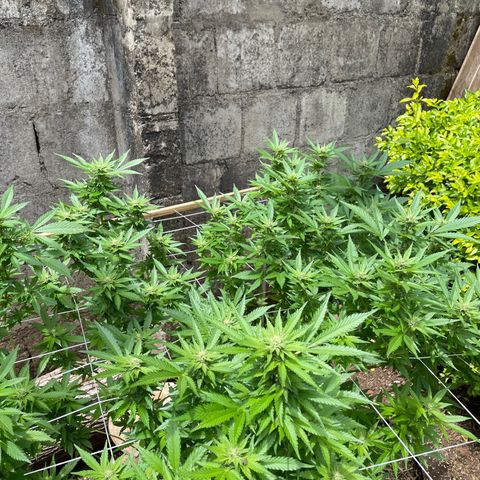 Lebron Haze #4 growlog timeline photo