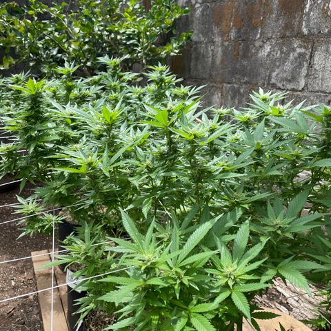 Lebron Haze #4 growlog timeline photo