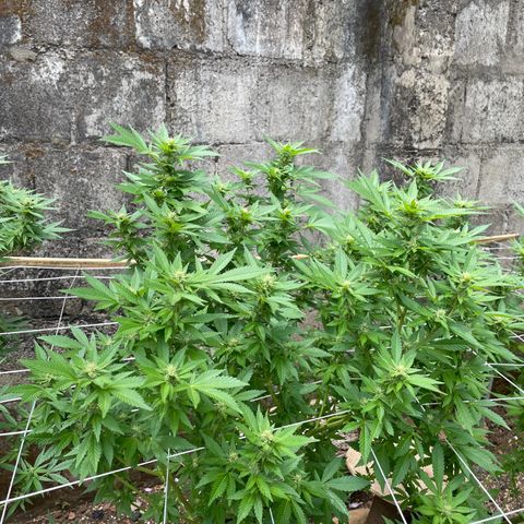Lebron Haze #1 growlog timeline photo