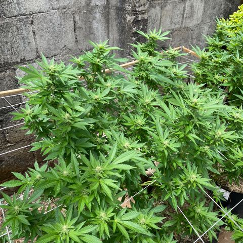 Lebron Haze #2 growlog timeline photo