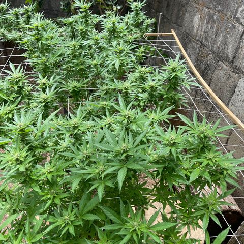 Lebron Haze #3 growlog timeline photo