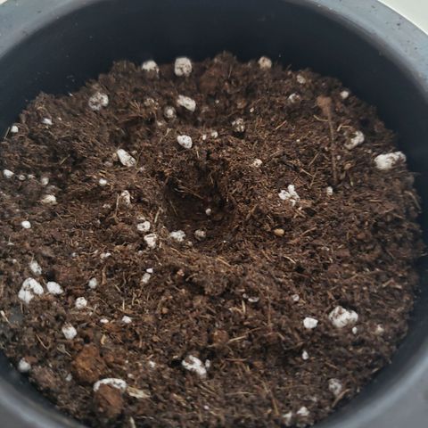 Exodus cheese - first one growlog photo: 20ml de agua