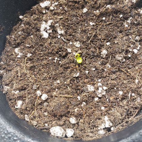 Exodus cheese - first one growlog photo: Saiuuuuuuuuuuuu
