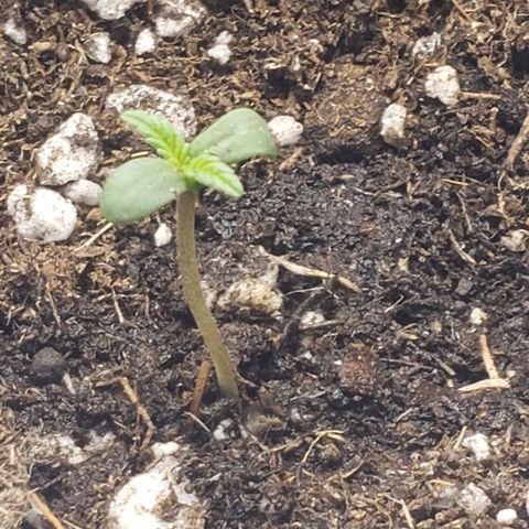 Exodus cheese - first one growlog timeline photo