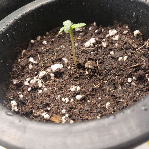 Exodus cheese - first one growlog photo: Ppfd 190-200
Umidade 55 - 65 %
Tenp. 23.5 a 24.5