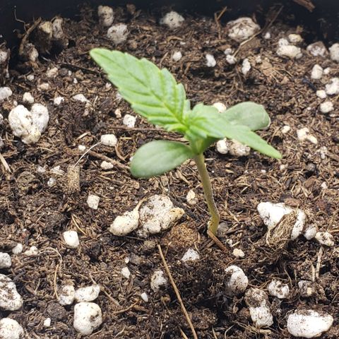 Exodus cheese - first one growlog timeline photo