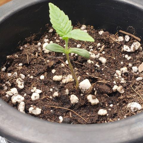 Exodus cheese - first one growlog photo: Ppfd 300
Umidade 60%
Temp. 25 - 27c
Tam. 4cm