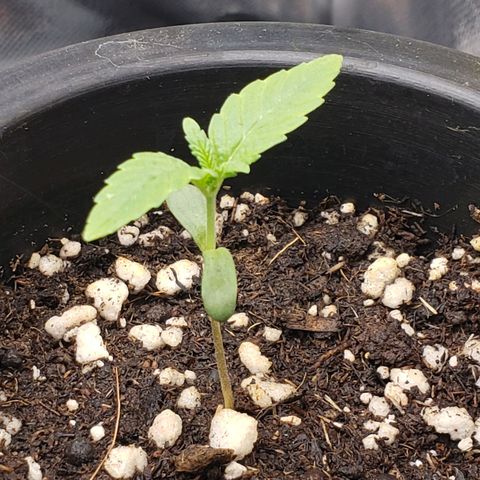 Exodus cheese - first one growlog photo: Ppfd 320
Umidade 60%
Temp. 24
