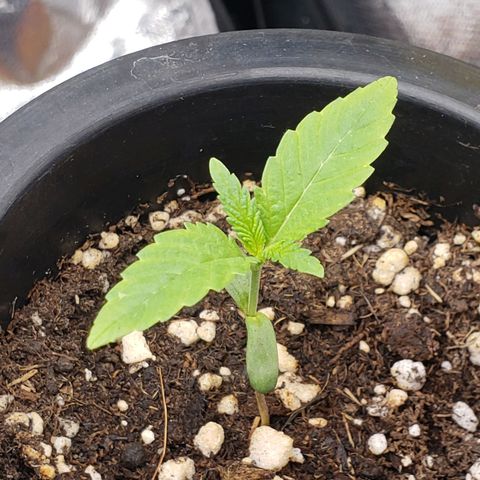 Exodus cheese - first one growlog photo: PPFD 360
UMIDADE 65%
TEMP 26
5 DIAS