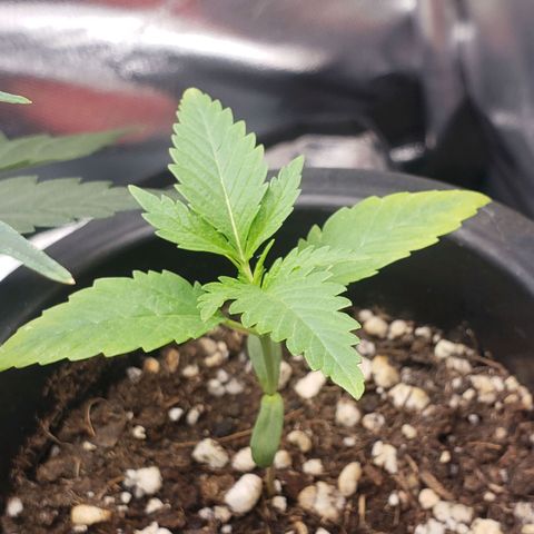 Exodus cheese - first one growlog photo: Ficou meio amarelinha