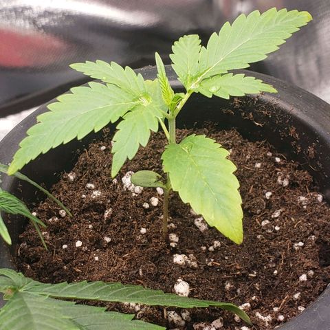 Exodus cheese - first one growlog photo: PPFD 400
UMIDADE 60%
TEMP 26 A 28C
Reguei com 100ml de agua e 20ml tricoderma + bacilus