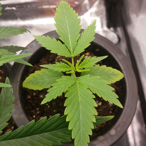 Exodus cheese - first one growlog photo: PPFD 400
UMIDADE 50-60%
TEMP 27

TAO AMARRLINHAS MAS TAO INDO BEM