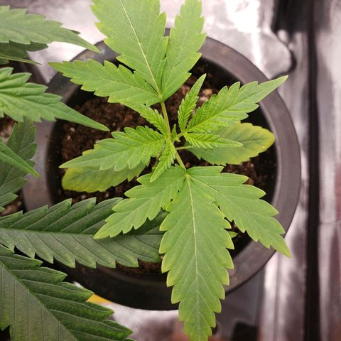 Exodus cheese - first one growlog photo: PPFD 400
UMIDADE 40-48%
TEMP 26 A 27
A FOLHAS NOVAS TAO LINDAS