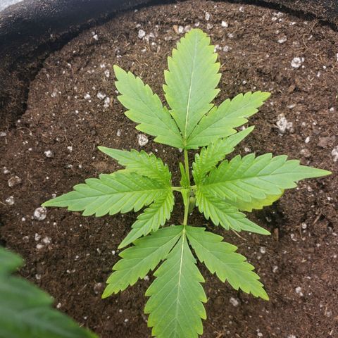 Exodus cheese - first one growlog photo: Transplante para vaso de 7litros