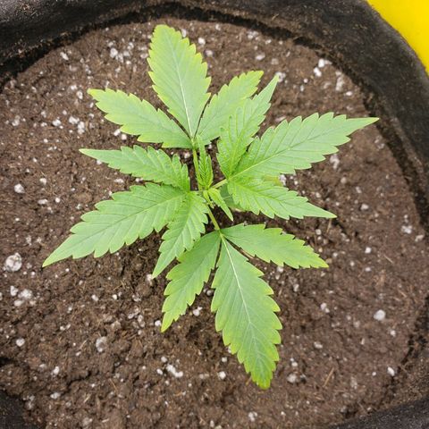 Exodus cheese - first one growlog timeline photo