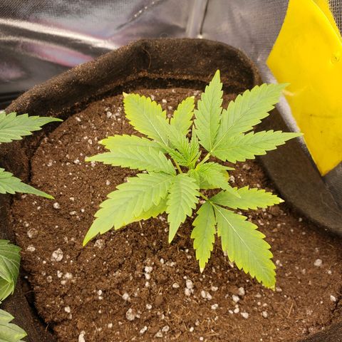 Exodus cheese - first one growlog photo: PPFD 440 480
UNIDADE 50 A 55
TEMP 26 A 28