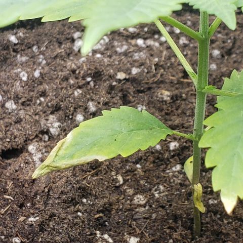 Exodus cheese - first one growlog photo: Dia 18 de vida

PPFD 420 a 460
UNIDADE 40 A 55 
TEMP 26 A 28

(diario de ontem, esqueci de escrever aqui) aumentei a lampada porem estou com dificuldade de aumentar a umidade com o umidificador safado que eu tenho em casa, se alguem puder me indicar um barato eu agradeço.

por não estar com a umidade correta acredito que as pontas delas deu uma queimadinha por não conseguir transpirar corretamente, abaixei ate conseguir melhorar a umidade, hoje pela manha ela apareceu com essa folinha meio brocha ai, isso é normal por ser a primeira depois do cultiledone ?

ps: me divertindo mto cuidando delas... rotina gostosinha