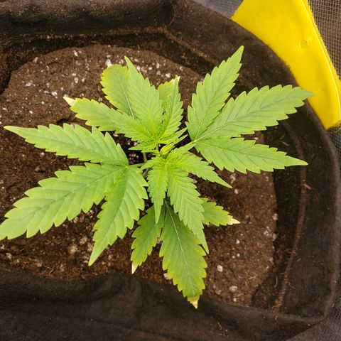 Exodus cheese - first one growlog photo: Dia 18 de vida

PPFD 420 a 460
UNIDADE 40 A 55 
TEMP 26 A 28

(diario de ontem, esqueci de escrever aqui) aumentei a lampada porem estou com dificuldade de aumentar a umidade com o umidificador safado que eu tenho em casa, se alguem puder me indicar um barato eu agradeço.

por não estar com a umidade correta acredito que as pontas delas deu uma queimadinha por não conseguir transpirar corretamente, abaixei ate conseguir melhorar a umidade, hoje pela manha ela apareceu com essa folinha meio brocha ai, isso é normal por ser a primeira depois do cultiledone ?

ps: me divertindo mto cuidando delas... rotina gostosinha