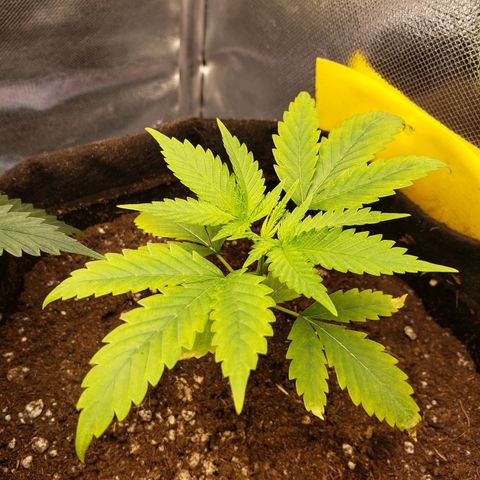 Exodus cheese - first one growlog photo: PPFD 400
TEMP 25 A 29
UMIDADE 60 A 65%