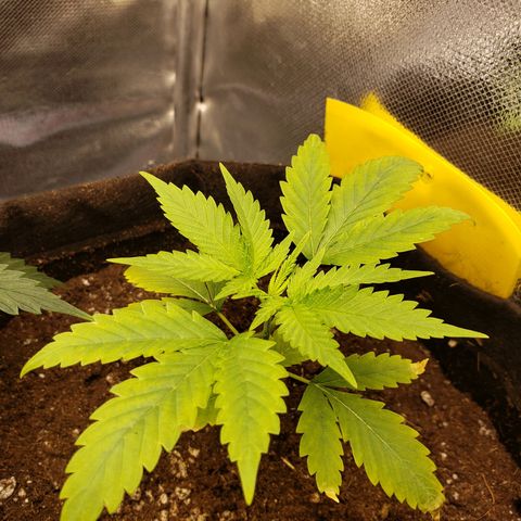 Exodus cheese - first one growlog photo: PPFD 400
TEMP 25 A 29
UMIDADE 60 A 65%