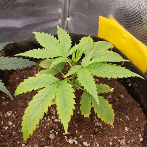 Exodus cheese - first one growlog photo: PPFD 400 - 440
UMIDADE 55 - 65%
TEMP 23 A 27 AR LIGADO

TRAVOU
