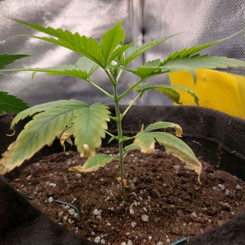 Exodus cheese - first one growlog timeline photo